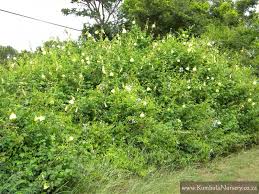 Image result for Hibiscus ludwigii