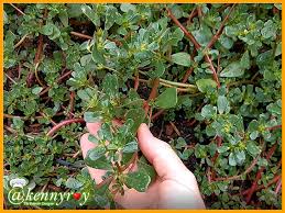 Purslane, or portulaca oleracea, is a plant that has originated in india and persia, and nowadays is found in the entire world. I Discover Something Good Benefits For The Health A Wonderful And Amazing Weeds Steemit