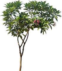 A Collection Of Tropical And Subtropical Plant Images With Transparent Background Desain Lanskap Bunga Tanaman