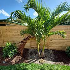 We did not find results for: Christmas Palm Tree Plant And Grow The Xmas Palm Adonidia Merrillii