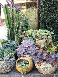 How to grow succulent garden. Essential Succulent Garden Tool Kit Lemons Anchovies