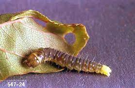 Inside paw paw leaves contain karpain which can eliminate bacteria that cause your stomach growl. Apple Leafroller Pacific Northwest Pest Management Handbooks