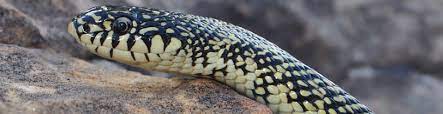 They are usually calm, but will stand their ground when threatened. Snakes Of Colorado Colorado Herping