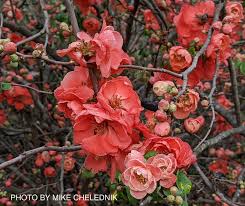 Image result for Chaenomeles japonica
