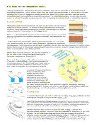 Check spelling or type a new query. Cell Walls And The Extracellular Matrix