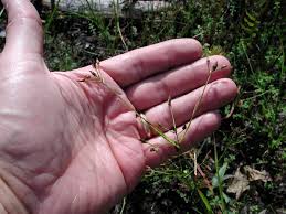 Image result for Rhynchospora brevirostris