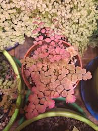 Image result for Adiantum schweinfurthii