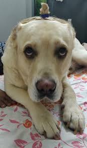 Oh my hoomummys grandson is attacking me what am I to do 😹 Angus 🧡