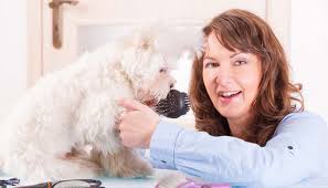 Dog grooming, first aid for groomers, grooming business 101 How To Become A Dog Groomer Top Dog Tips