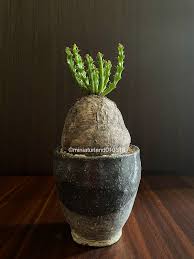 Image result for Euphorbia fanshawei