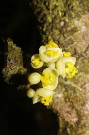 Image result for Peraceae