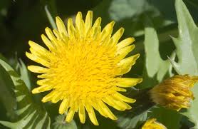 Image result for Sonchus asper
