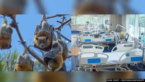 Nipah virus is also known to cause illness in pigs and people. Wdxdle7vk7jelm