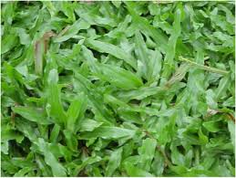 Image result for Axonopus