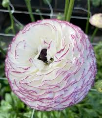 Image result for Ranunculus stagnalis
