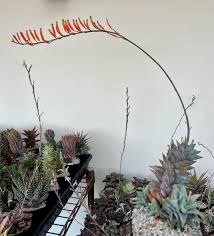 Image result for Euphorbia rubriflora