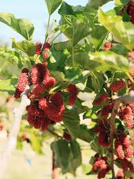 Northern Red Giant Mulberry Tree Morus Rubra Mulberry Tree Mulberry Fruit Morus