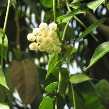 571 hoya lacunosa heart shape leaf (splash) 30. 50 Beautiful Hoya Varieties Pictures Types Care Tips Hoyagarden