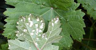 We generally leave them be. Grapevine Diseases Grape Mite