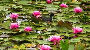 Check spelling or type a new query. Blue Lotus Water Garden Attractions In Yarra Valley Melbourne