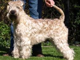 This spritely terrier hails from the farmlands of ireland. Soft Coated Wheaten Terriers Champdogs