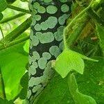 Image result for Kedrostis leloja