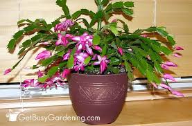 It is best to keep in a normal house temperature range, about 65 to 75°f (18 to 20°c). Holiday Cactus Care Care Tips For Growing Your Holiday Cactus