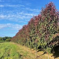 Image result for Prunus persica