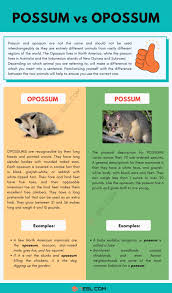 The virginia opossum occupies much of the north america and central america including southern ontario, costa rica, and rockies. Possum Vs Opossum The Difference Between A Possum And An Opossum 7esl