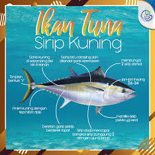 Jawaban pg uji kompetensi potongan 3 halaman 189 ips kelas 8 belajar belajar wirausaha Kkp Ri On Twitter Sudah Bkn Rahasia Kalau Indonesia Adalah Negara Bahari Yg Memiliki Kekayaan Laut Melimpah Potensi Ikan Tuna Sirip Kuning Di Indonesia Sangat Besar Sebab Jenis Ikan Ini Banyak Di