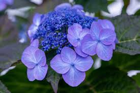 Image result for Hydrangea