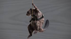 Check spelling or type a new query. Meet The Beaver Bandits Searching For Pressure Treated Pine Yellawood