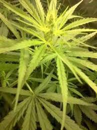 Get more green for less green. Colombian Gold Strain World Of Seeds Thc 15 20