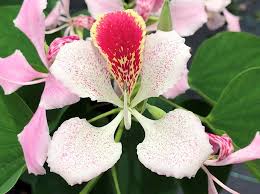 Image result for Bauhinia monandra