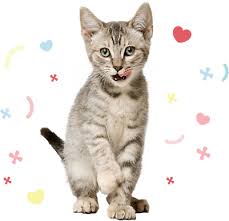 Local pet stores near me. Pet Store Locations Petsmart