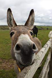 The Donkey Sanctuary - Look who's full of Mischief? That's her lovely name :-) Help spread a little Mischief into someone's life by sharing <3 | Facebook