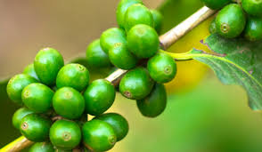Maybe you would like to learn more about one of these? Ranking The Best Green Coffee Bean Extract Supplements Of 2021 Bodynutrition
