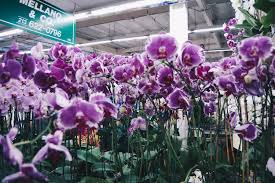 Maybe you would like to learn more about one of these? Downtown La Flower Market Black Blooms
