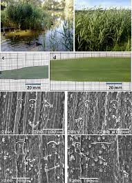 Image result for Phragmites australis