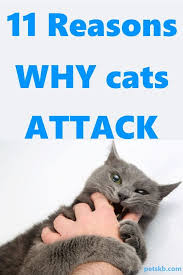 Pin On Cat Lovers