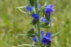 Image result for Baissea viridiflora