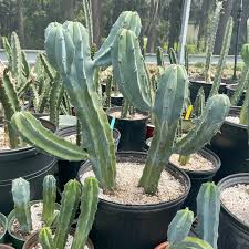 Image result for Myrtillocactus geometrizans