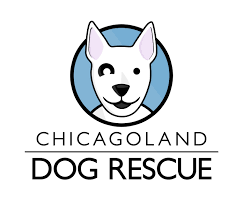 Dm for paid promos (adoption/lost pet ads will remain free) www.amazon.in/hz/wishlist/ls/2nbxlye3h8ilo?ref_=wl_share. Pets For Adoption At Chicagoland Dog Rescue In Schaumburg Il Petfinder