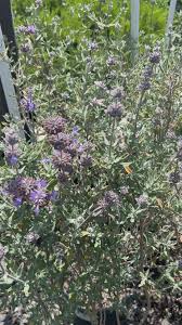 Image result for Salvia stenophylla