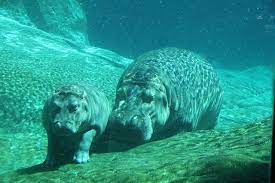 San Diego Zoo San Diego Zoo Animals Wild Hippo Swimming