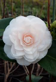 Camellia Ave Maria Spring Flower Aesthetic Beautiful Flowers Love Flowers