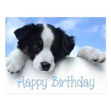 Happy Birthday Border Collie Puppy Dog Post Card Zazzle Com In 2021 Birthday Meme Dog Happy Birthday Puppy Happy Dogs