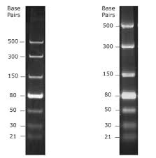 Dsrna can be detected by pattern recognition receptors, for example, tlr3 thus, the promising potential of dsrna analogues as a tumor therapeutic vaccine adjuvant should be evaluated cautiously. Dsrna Ladder Neb