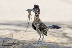 Top 25 Wild Bird Photographs Of The Week 72 Wild Birds Animals Bird