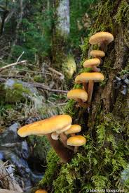 これが野生の『エノキタケ』だ！スーパーで売っているのとは似ても似つかない堂々たるフォルム！旨い～！ -  【BE-PAL】キャンプ、アウトドア、自然派生活の情報源ビーパル